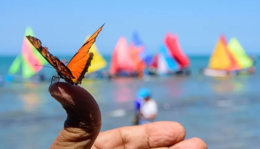 Exposición a gran formato “Mariposas marinas”. 