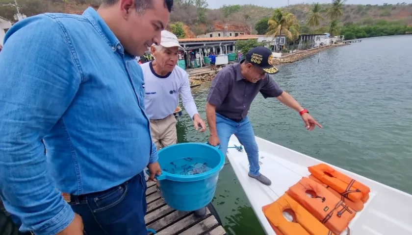 Liberación de los caballitos de mar en Venezuela. 