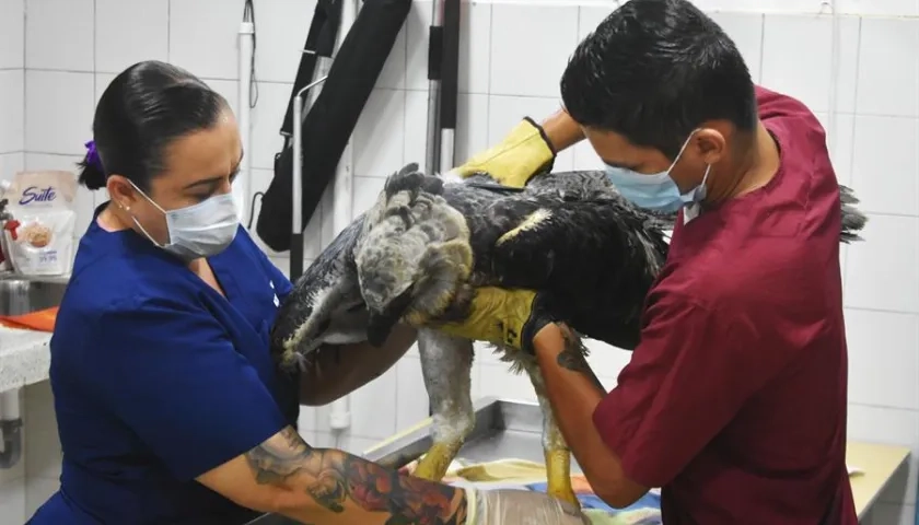 Verinarios revisan un águila arpía herida en Florencia