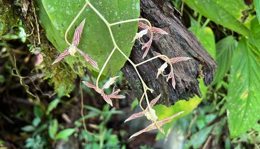 Ophidion Erectilabrum es el nombre científico que recibió la nueva especie.