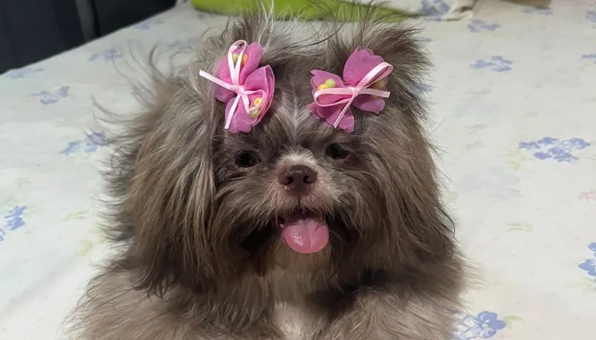 “Minnie”, mascota extraviada.