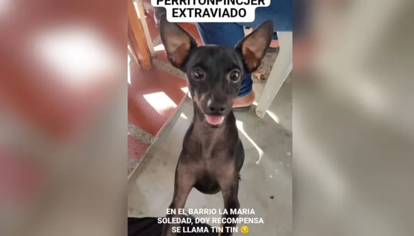 'Tin Tin', mascota extraviada. 