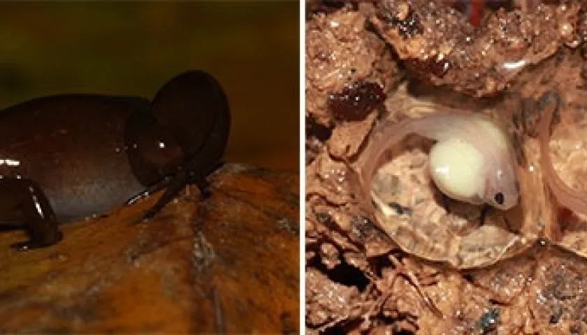 Dos de las tres nuevas especies de ranas.