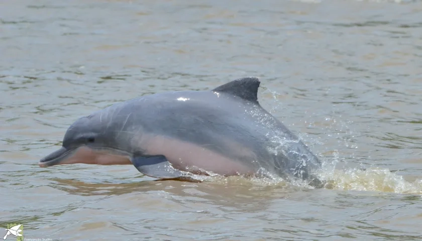 Delfín de rio.