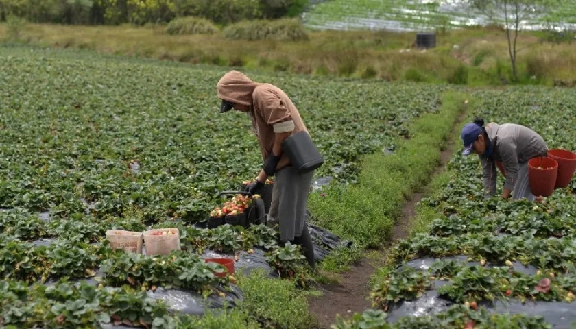 El agro es un sector que creció en un 8,4% en noviembre de 2023.