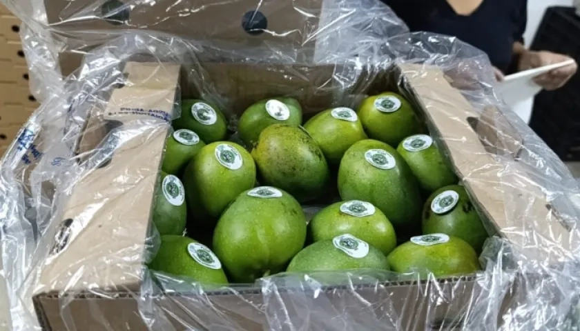 A comienzos de mayo fueron despachadas 13 toneladas de mango de azúcar desde el puerto samario