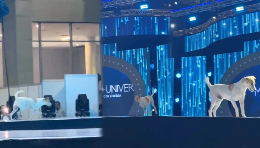 Perro en pasarela de Miss Universe Colombia.
