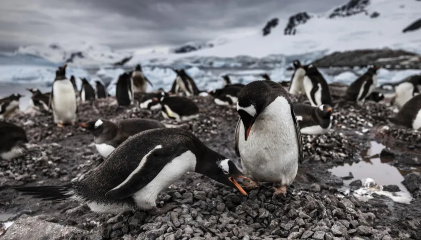 Fotografía cedida por el fotógrafo, realizador y escritor John Weller de unos pinguinos en la Antártida