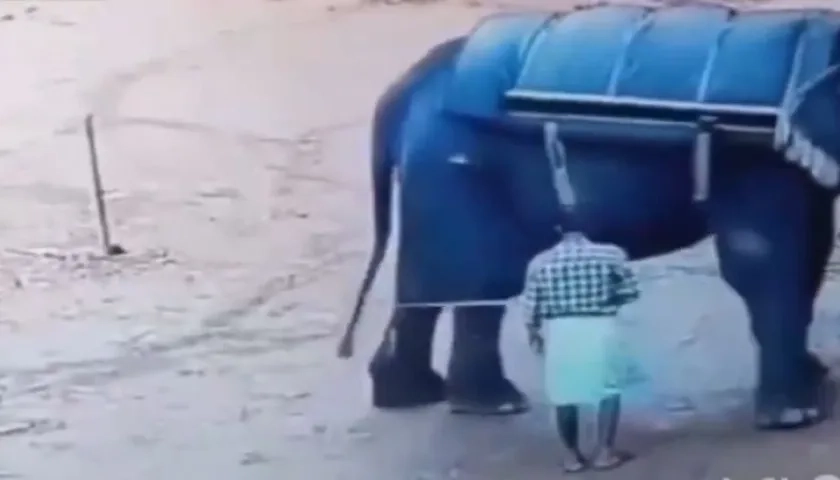 Hombre aplastado por elefante.