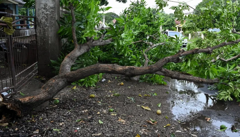 Árboles caídos por el fuerte paso del huracán.