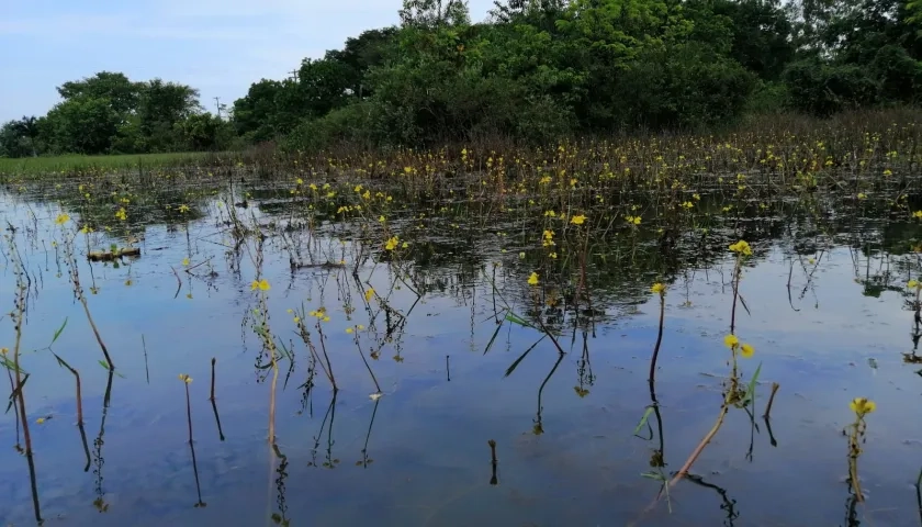 Ejemplares de una Utricularia en el departamento del Santander.