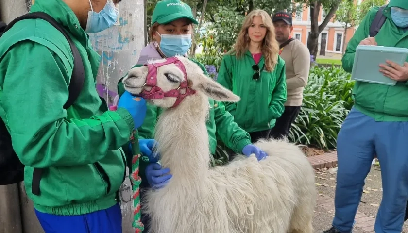 Imágenes del rescate de Luna. 