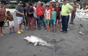 Un delfín muerto y en avanzado estado de descomposición fue detectado este miércoles cerca del muelle de Puerto Colombia