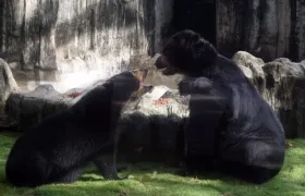 El oso ‘Chucho’ ya tiene a su lado a la osa de anteojos que estaba en el zoológico