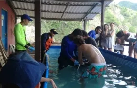 Personal de guardacostas participó en el rescate del delfin.