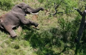 Elefante del parque Nacional de Kruger, en Mozambique. 