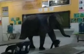 El elefante entró a los salones de clases.