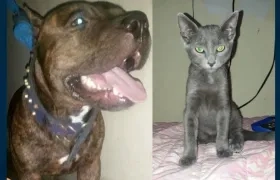 El perro 'Tasmania' y el gato 'Ruseldo Francisco'.