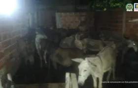 Burros y caballos hallados en una vivienda del barrio Rebolo. 