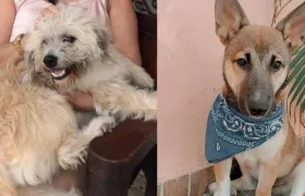 Dos canes extraviados, a la derecha 'Rocky' y a la izquierda 'Milo'.