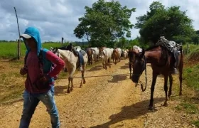 Ganaderos movilizan por tierra sus animales en La Mojana.