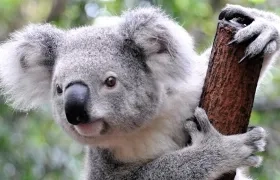 Quedan entre 50.000 y 80.000 ejemplares de Koalas en Australia. 