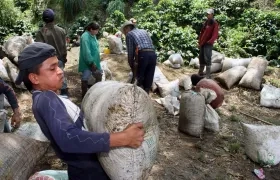 Grupo de agricultores durante una cosecha de granos de café.