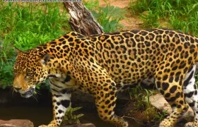 Así es uno de los jaguares asesinado en Antioquia. 