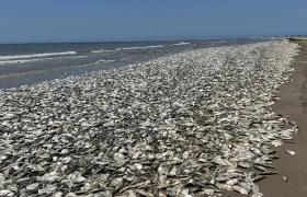 Miles de peces a orillas de las playas del Golfo de Texas