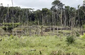 Selva amazónica deforestada.