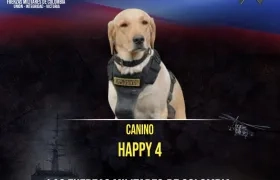 ‘Happy’, el perro labrador antiexplosivos del Ejército que murió en el atentado. 