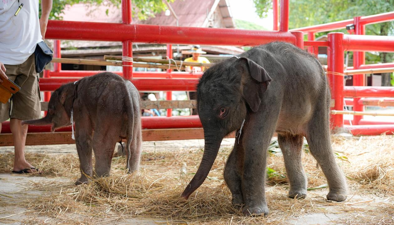 Una elefanta dio a luz a gemelos de distinto sexo en Tailandia.