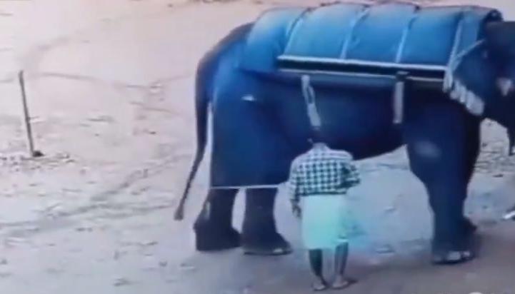 Hombre aplastado por elefante.
