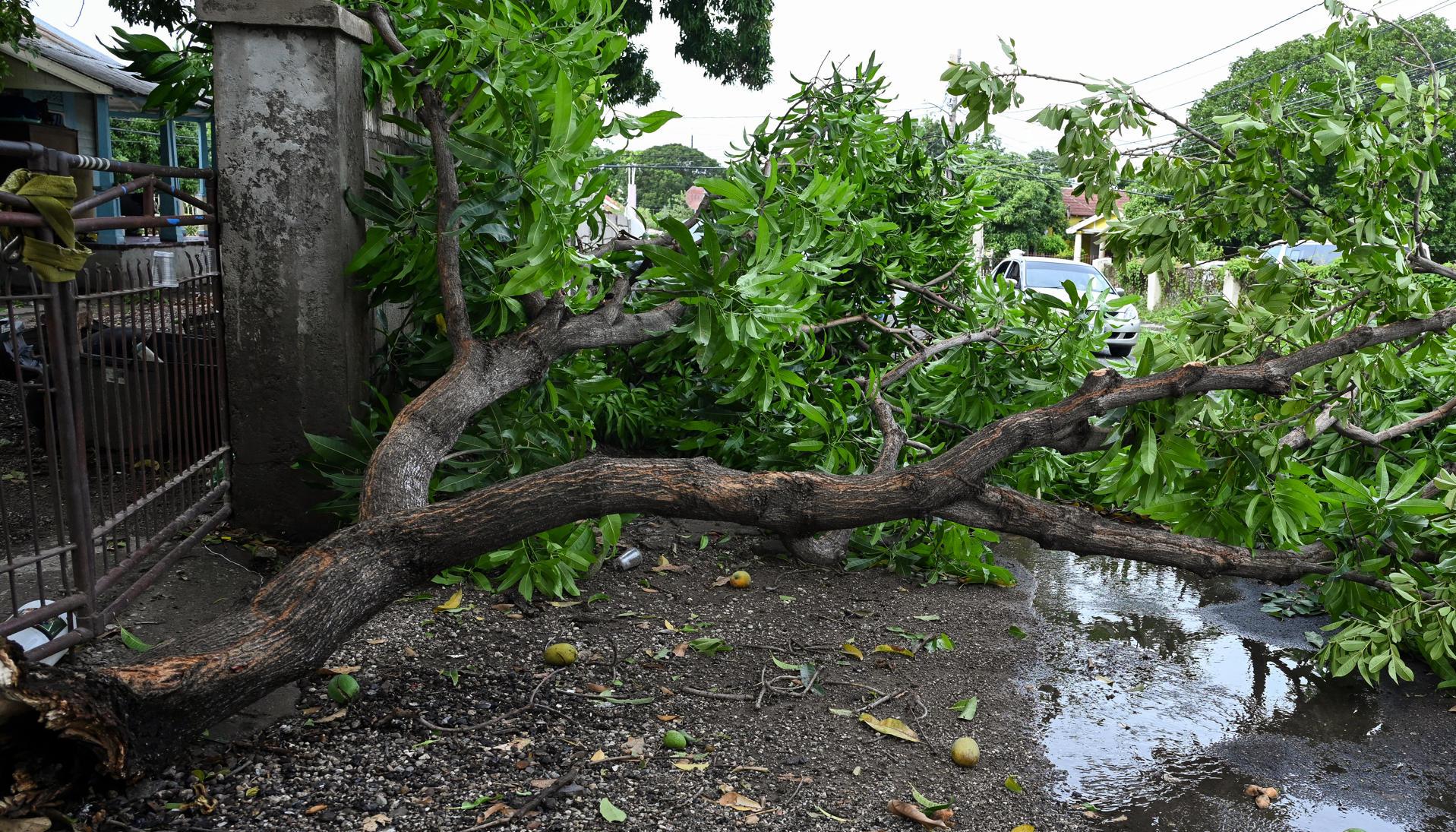 Árboles caídos por el fuerte paso del huracán.