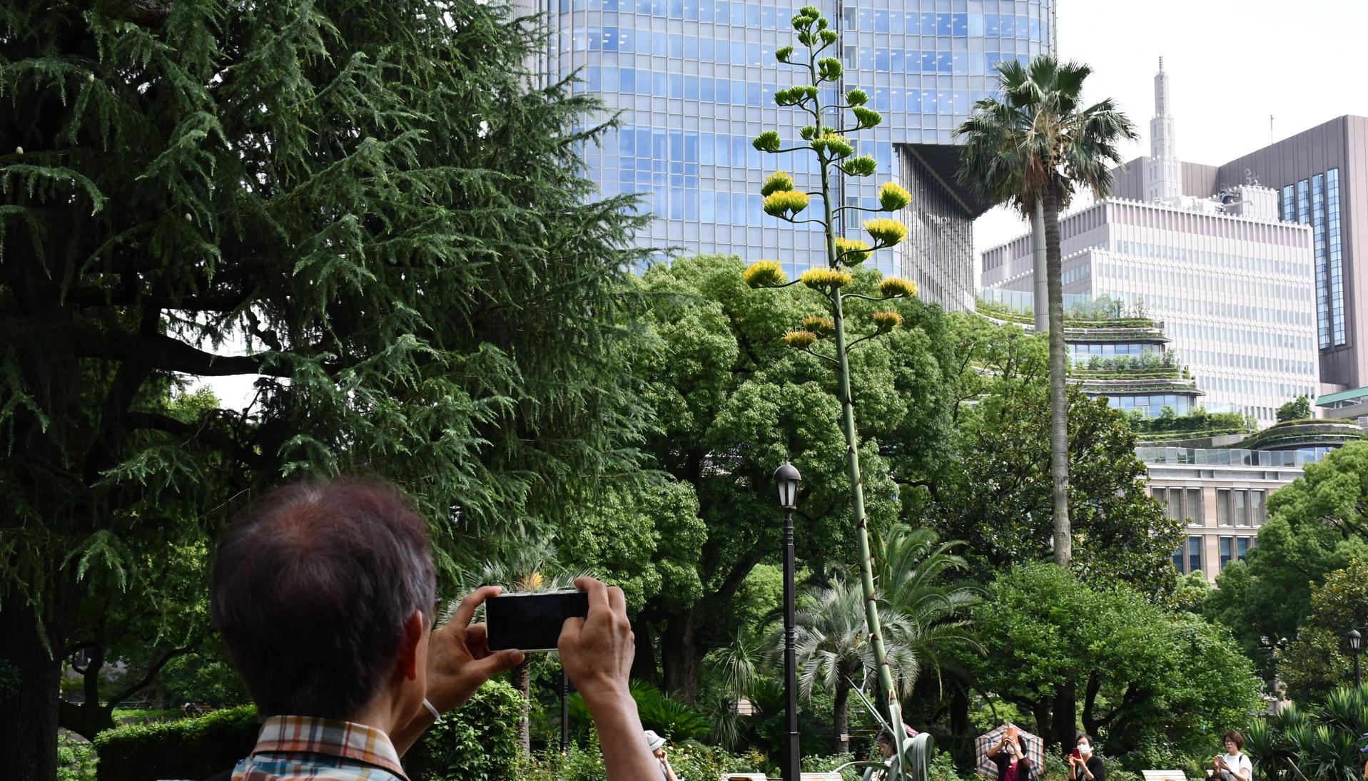 Una planta centenaria de agave, que se dice que florece solo una vez cada siglo, ha comenzado a abrir sus flores amarillas en el céntrico parque tokiota de Hibiya.