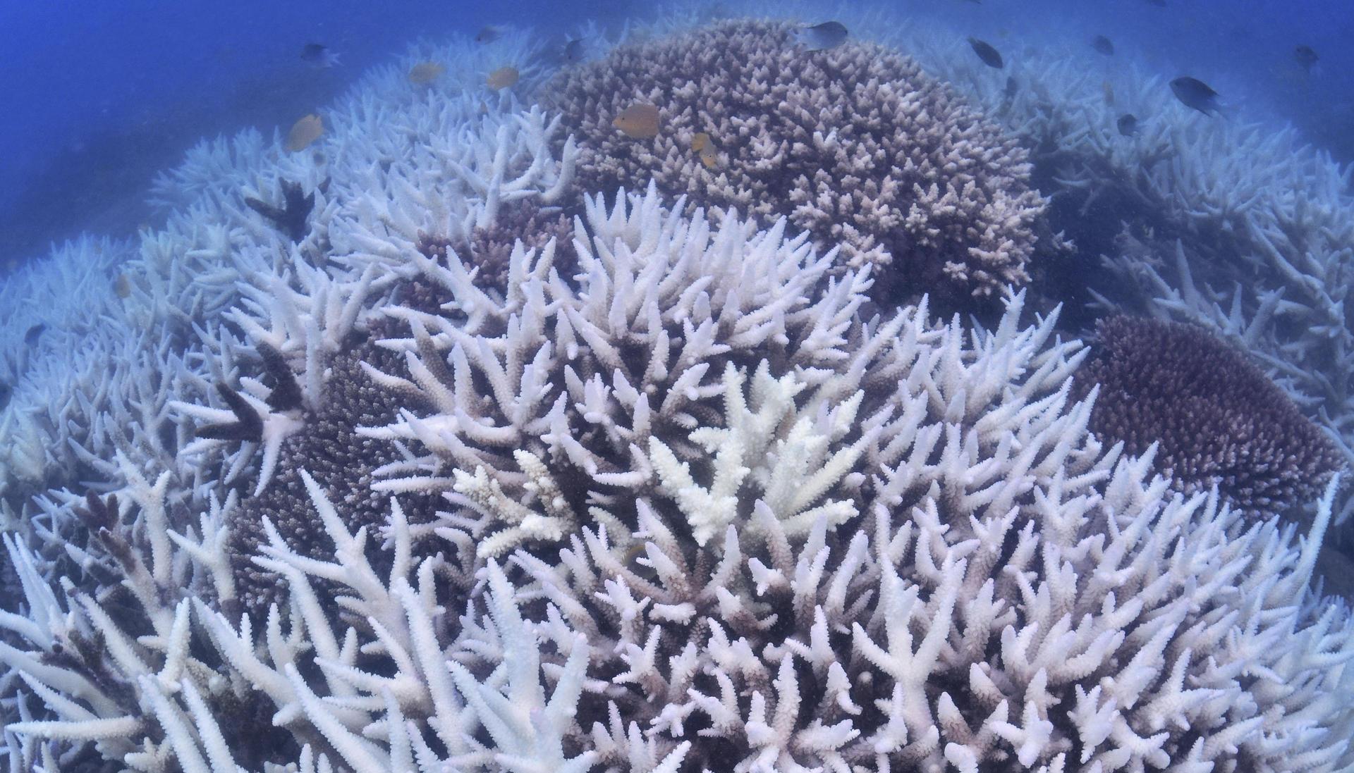 Gran Barrera de Coral.