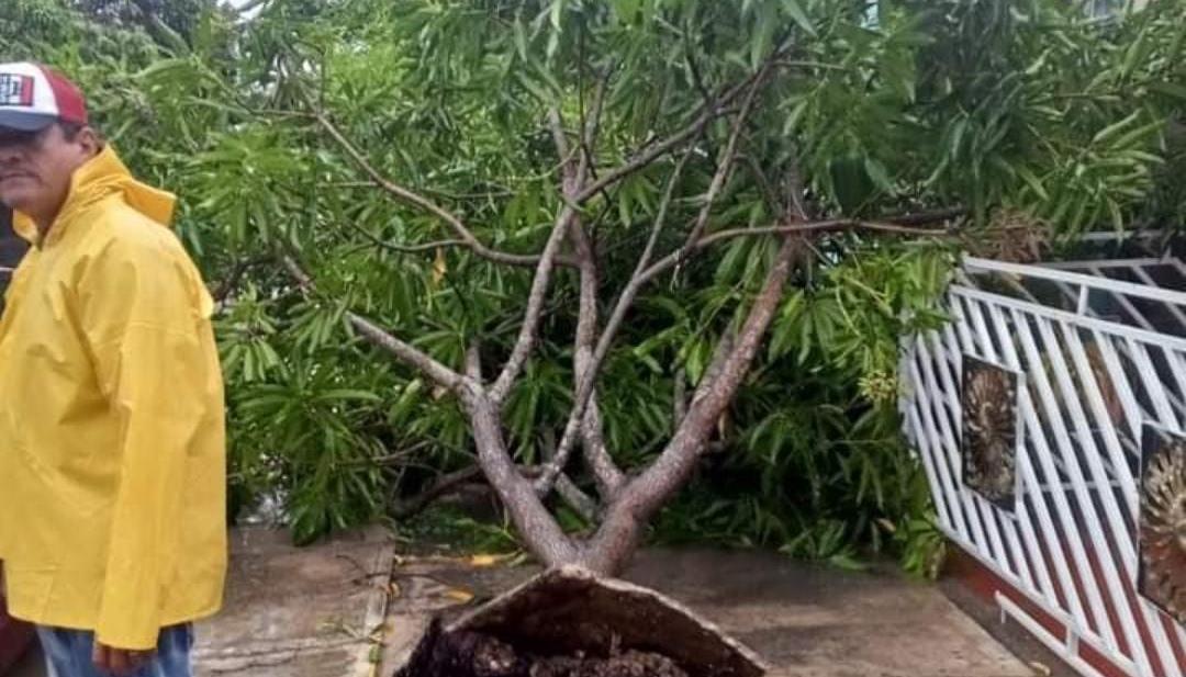 Vendaval también originó caídas de arboles. 