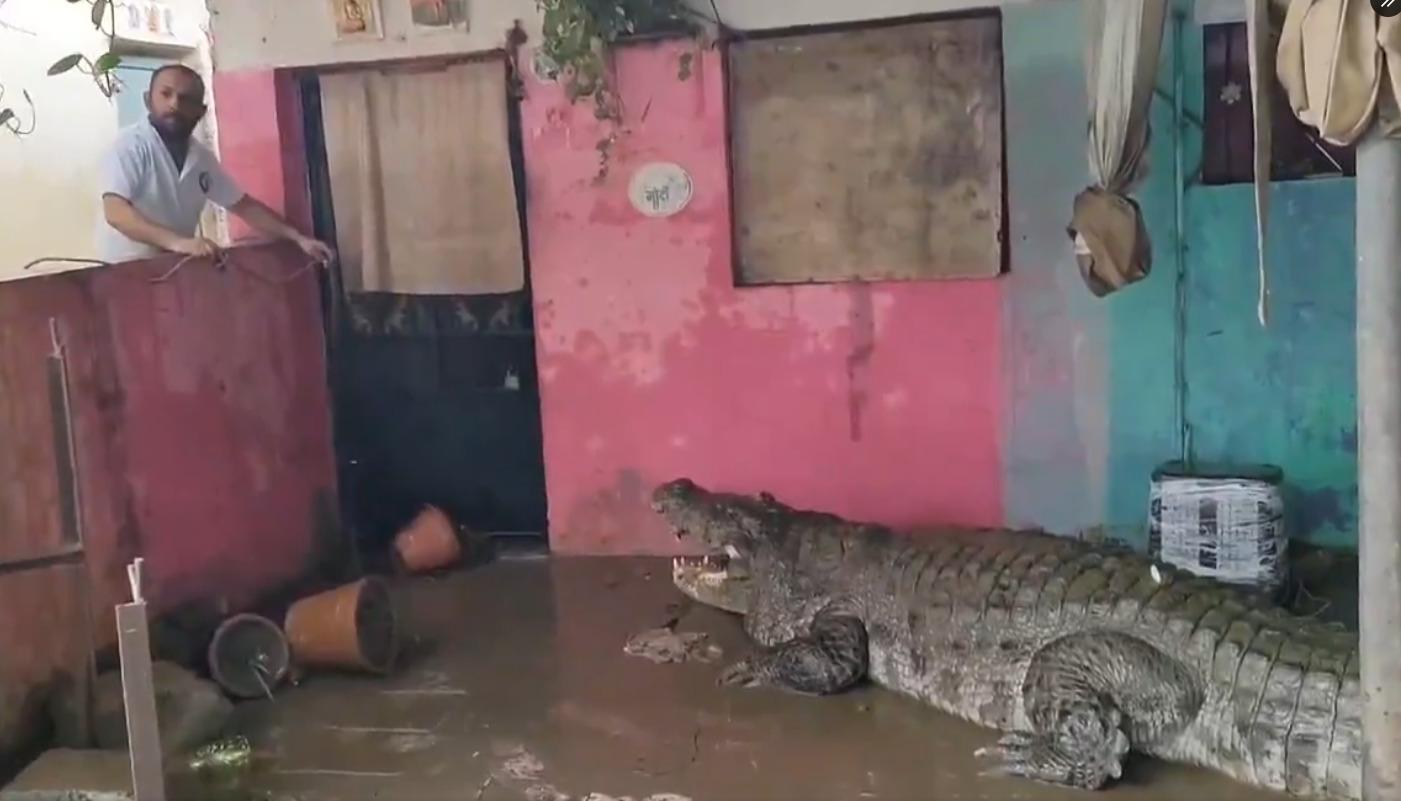 Cocodrilos invaden hogares en India.