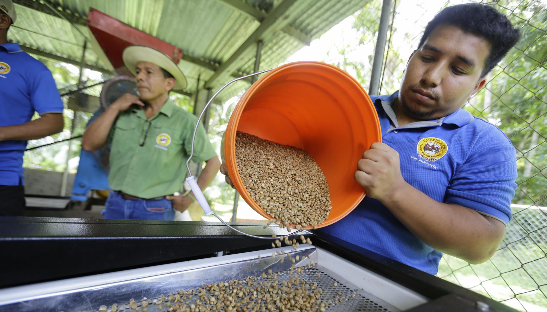 Un agricultor procesa granos de café.