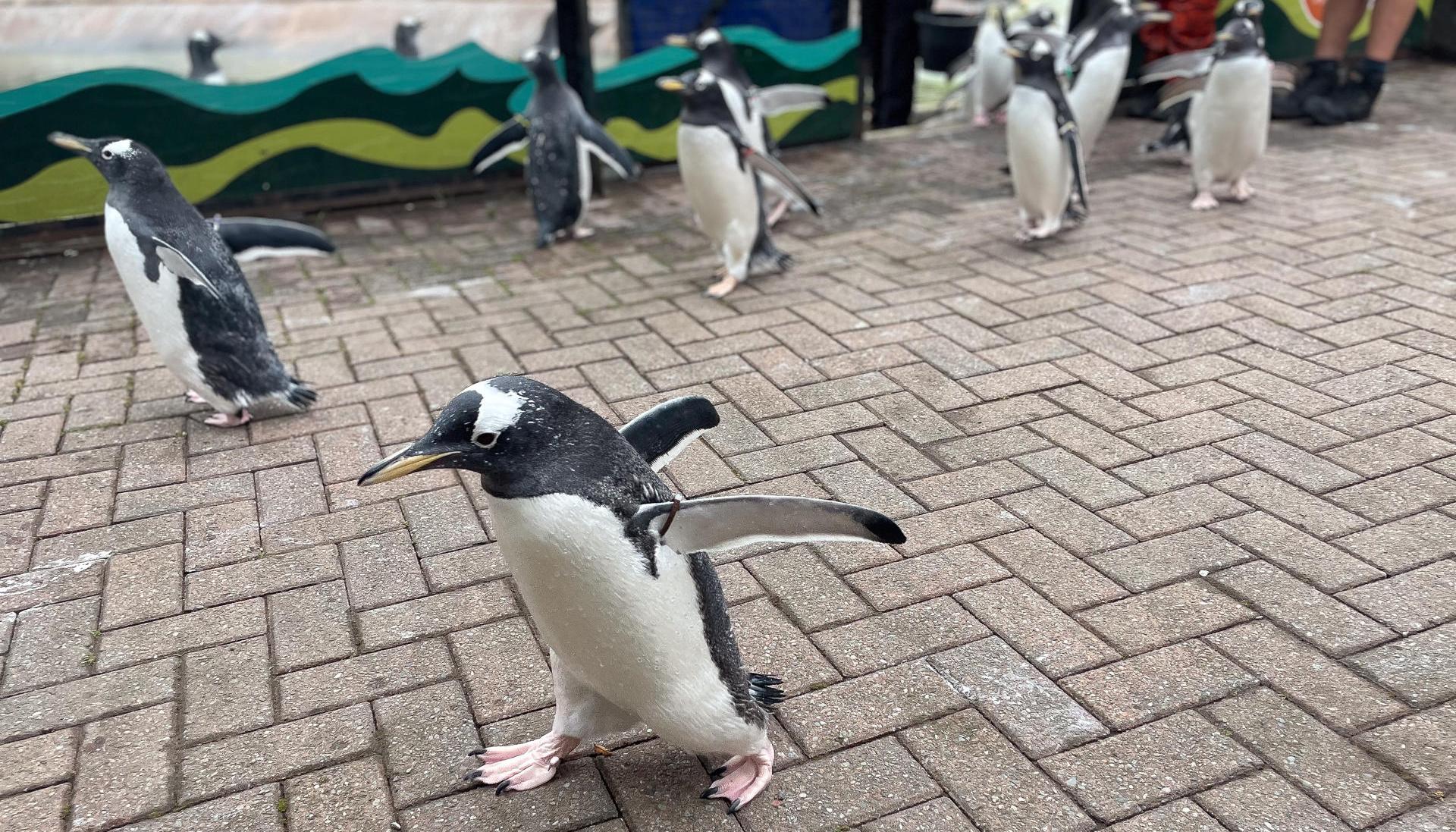 Pingüinos en el zoológico de Edimburgo.