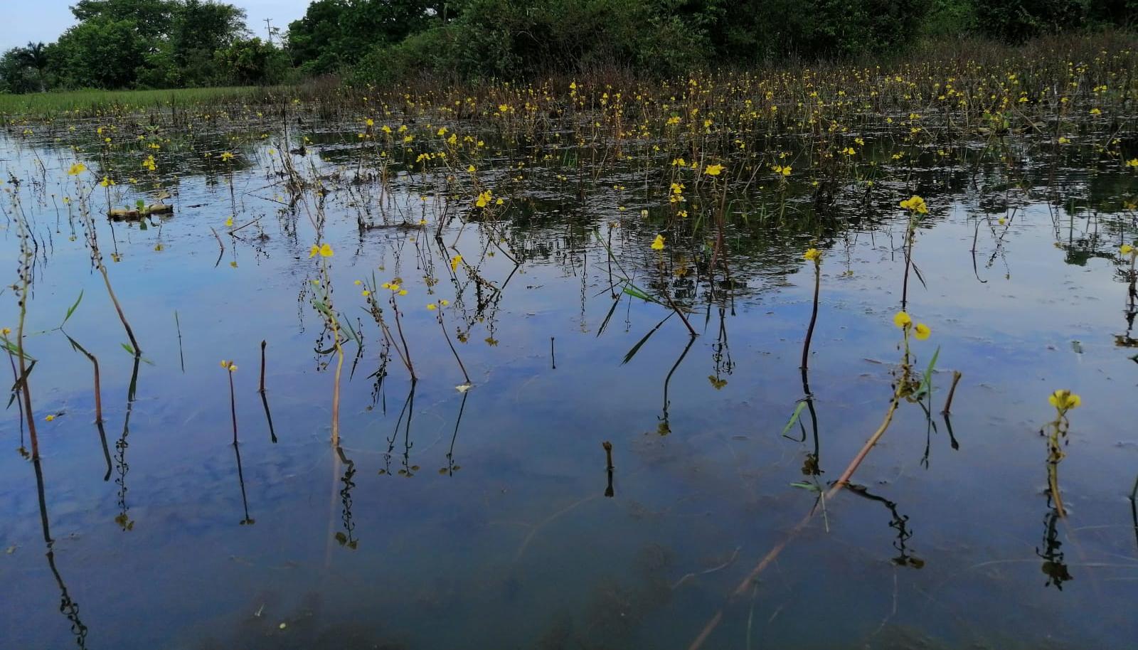 Ejemplares de una Utricularia en el departamento del Santander.