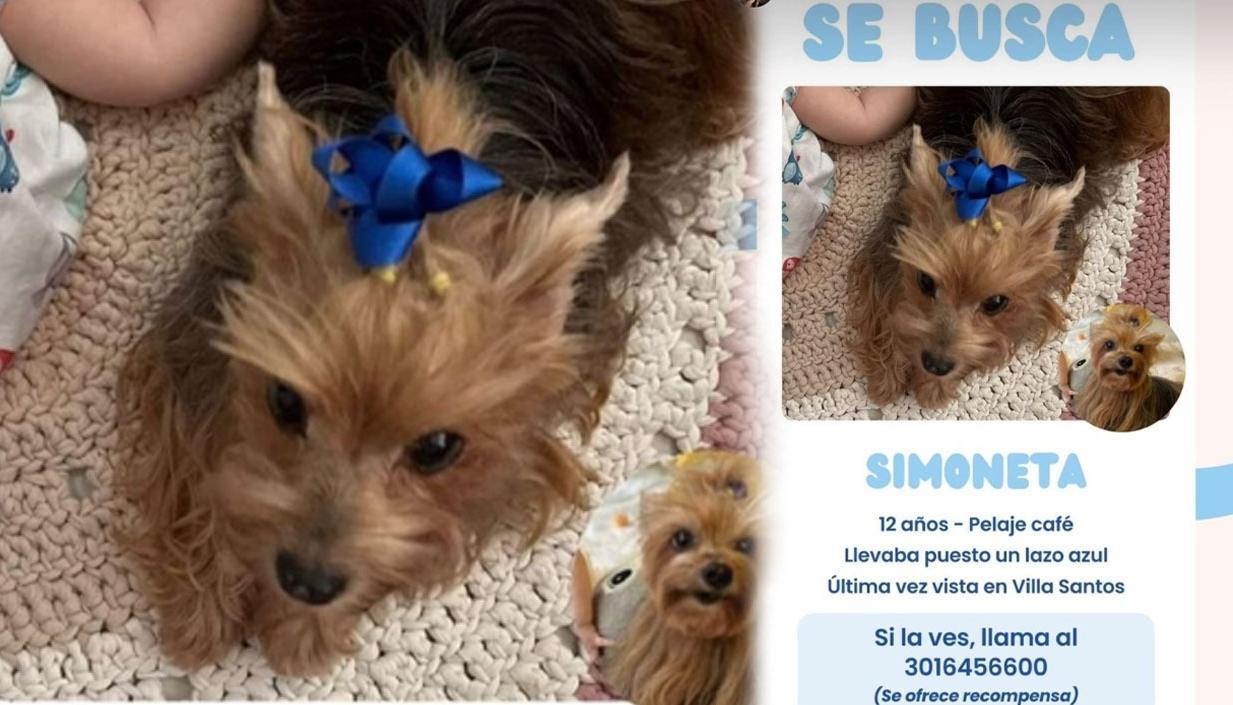 Simoneta, perrita desaparecida. 