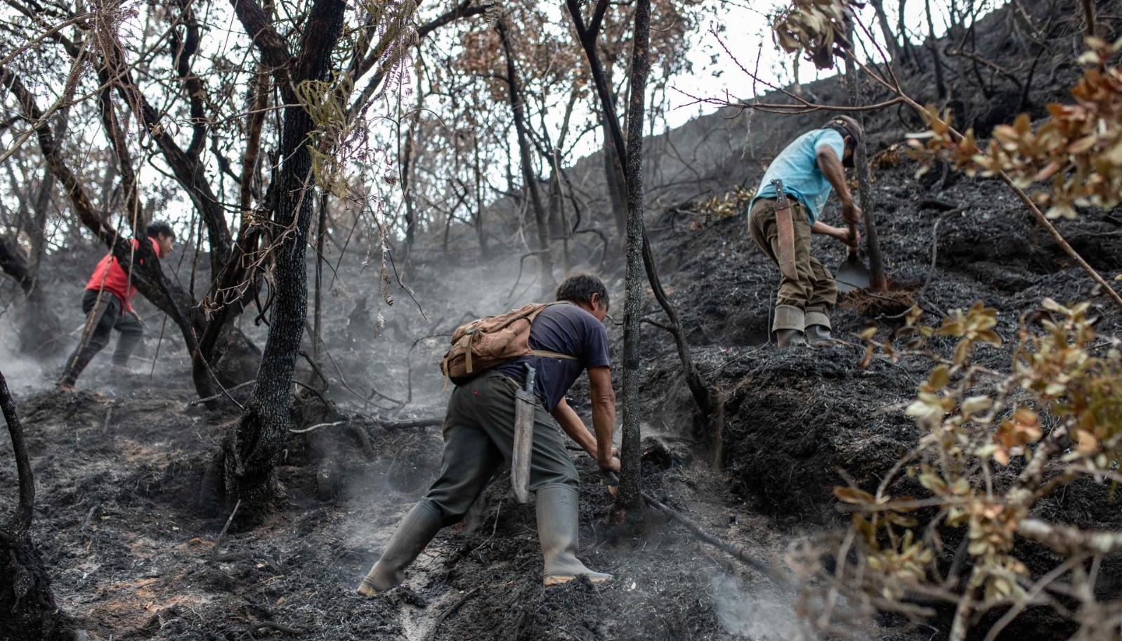 Imagen de bosques quemados en Perú. 