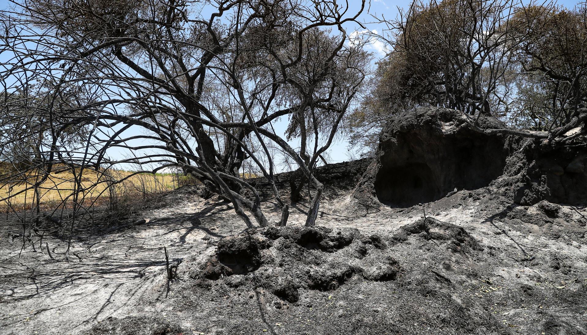 Zona afectada por los incendios.