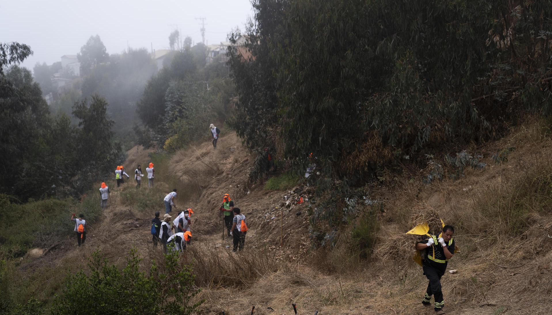 Voluntarios participan en un desmalezado preventivo contra incendios. 