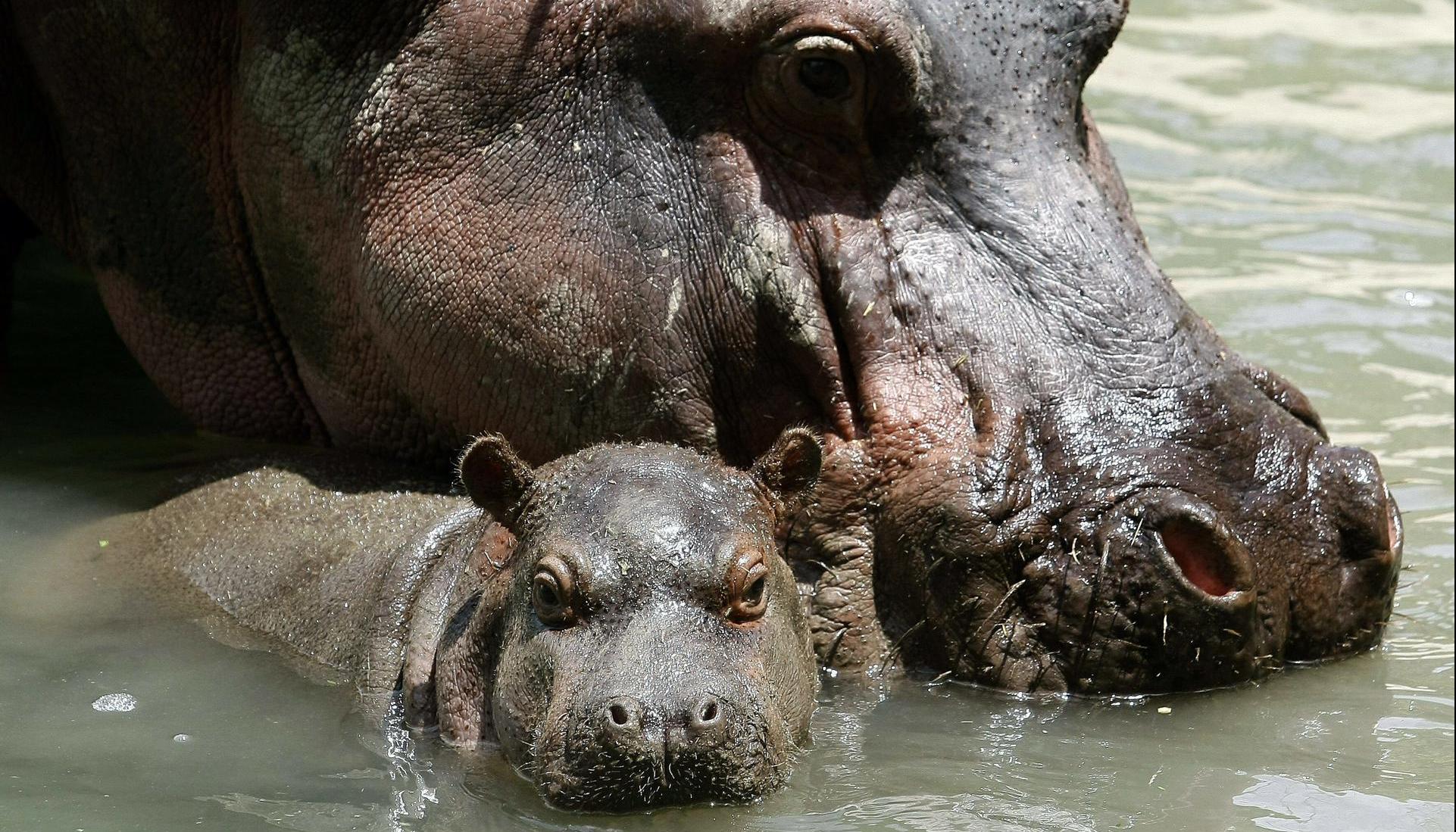 Hipopótamos en zoológico de Medellín.