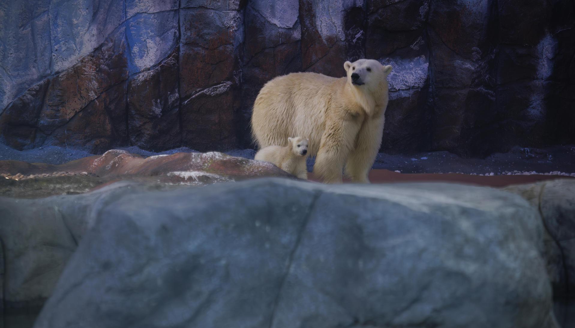 Nur, la primera osezna polar nacida en América Latina, junto a su madre, Aurora.