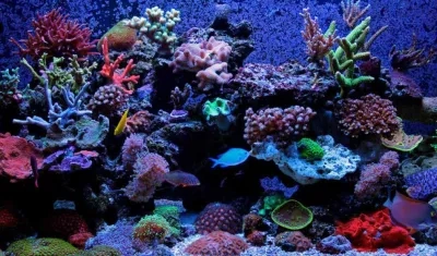 Los corales están siendo afectados por efectos del calentamiento global.