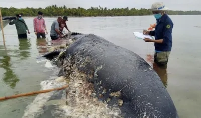 Un cachalote, una especie de ballena, de 9,5 metros. fue encontrado muerto con 5.9 kilogramos de basura en su estómago.