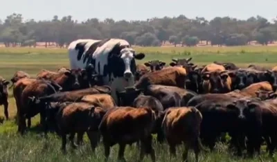 Knickers, la vaca más grande de Australia
